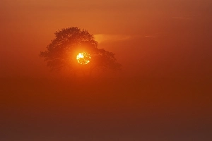 Dutch Landscape Impressions: Trees at sunset