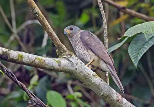 Impression encadrée : Faucon variable, Accipiter hiogaster