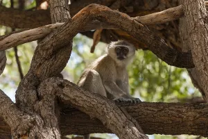 Vervet Monkey Impressions: A vervet monkey, Cercopithecus aethiops