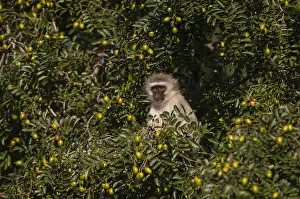 Vervet Monkey Impressions: A vervet monkey, Cercopithecus aethiops