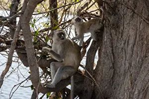 Chobe National Park Botswana Impressions: A vervet monkey, Cercopithecus aethiops