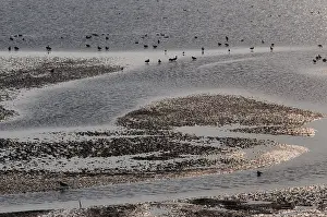 Netherlands Landscape Impressions: Waddenzee, Waddensea