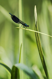 Male Dragonfly Impressions: Weidebeekjuffer