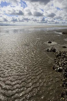 Dutch Coastline Scenery Impressions: Westerschelde