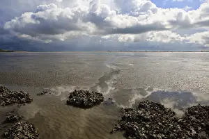 Dutch Coastline Landscape Impressions: Westerschelde