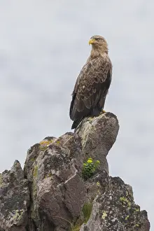 White Tailed Eagle Impressions: White-tailed Eagle