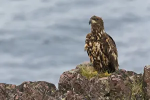 White Tailed Eagle Juvenile Impressions: White-tailed Eagle