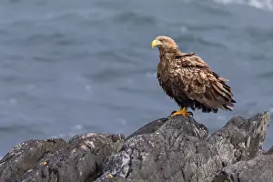Haliaeetus Albicilla Impressions: White-tailed Eagle