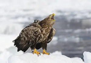 Hokkaido Japan Wildlife Impressions: White-tailed eagle crying