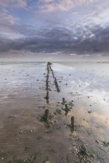Low Tide Mudflats Europe Impressions: the Wierumerwad
