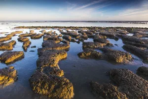 Low Tide Mudflats Europe Impressions: Wierumerwad, Waddenzee