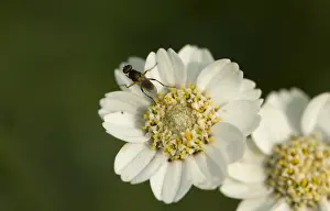 Dutch Wildflowers Impressions: Wilde bertram