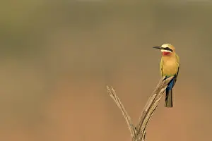 Kruger National Park Birds Impressions: Witkapbijeneter, White-fronted Bee-eater, Merops bullockoides