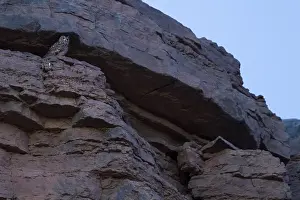 Morocco Wildlife Impressions: Woestijnoehoe, Pharaoh Eagle-Owl, Bubo ascalaphus