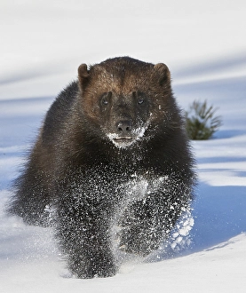 Impression encadrée : Le Renard Arctique, Gulo Gulo