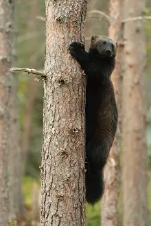Scandinavian Fauna Images Impressions: Wolverine, Gulo gulo