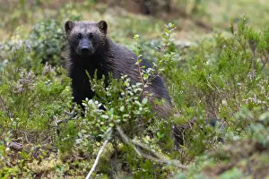 Carnivore Mammals Europe Impressions: Wolverine, Gulo gulo