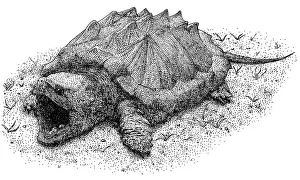 Tortue à Crapaud Alligator.