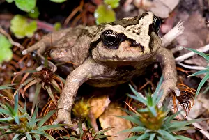 Chilean Wildlife Impressions: Alsodes igneus