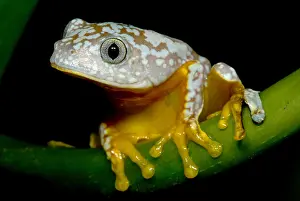 Hylidae Family Frogs Impressions: Amazon Leaf Frog