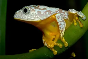 Hylidae Family Frogs Impressions: Amazon Leaf Frog