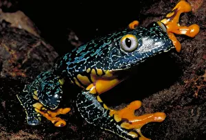 Tree Dwelling Animals Impressions: Amazonian leaf frog