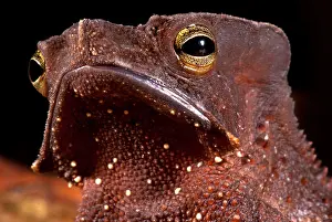 South American Frogs Impressions: Amazonian Leaf Toad