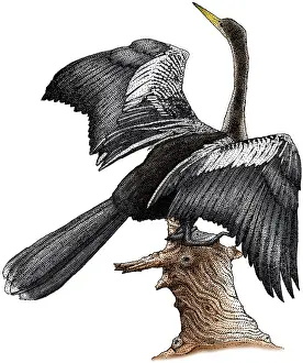 Anhinga Bird Impressions: Anhinga