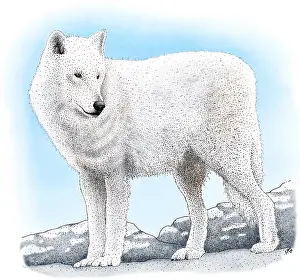 American Wildlife Art Impressions: Arctic Wolf