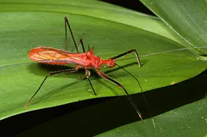 Amazon Rainforest Animals Impressions: Assassin Bug