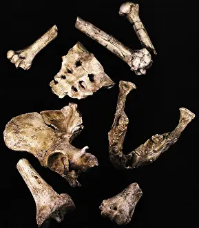 Australopithecus Afarensis Impressions: Australipithecus Afarensis