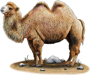 Gobi Desert Animals Impressions: Bactrian Camel