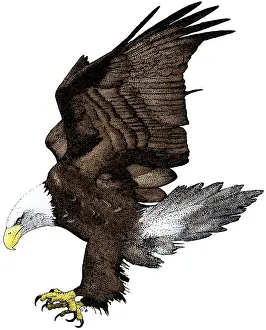 Bald Eagle Illustration Impressions: Bald Eagle