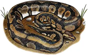 Wildlife Illustration Impressions: Ball Python