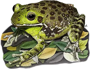 American Wildlife Art Impressions: Barking Tree Frog