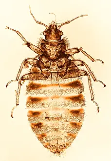 Close Up Insect Images Impressions: Bedbug, light micrograph