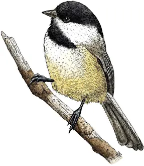 Animal Illustrations Online Impressions: Black Capped Chickadee