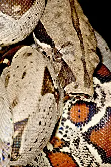 Peruvian Wildlife Impressions: Boa Constrictor