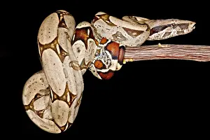 Peruvian Wildlife Impressions: Boa Constrictor