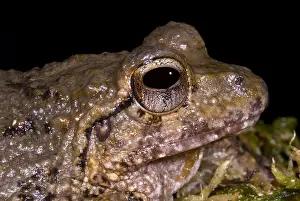 Tropical Forest Ecosystems Impressions: Bob's Robber Frog
