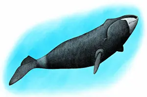 Marine Life Illustrations Impressions: Bowhead whale