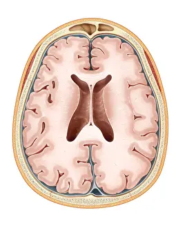 Cerebral Cortex Illustration Impressions: Brain, Transverse Section