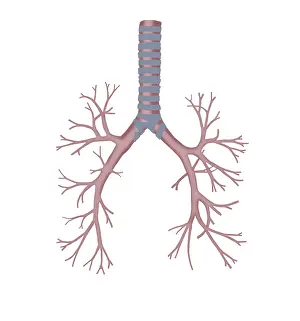 Human Respiratory System Impressions: Bronchus