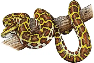 Snake Illustration Impressions: Burmese Python