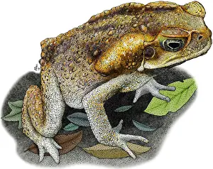 Impression encadrée : Le crapaud d'Australie
