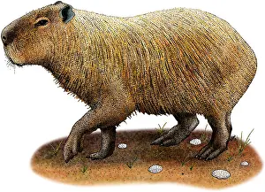 Impression encadrée : Capybara. Illustration d'un Capybara (Hydrochoerus hydrochaeris)