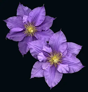 Flowering Plants Images Impressions: Clematis