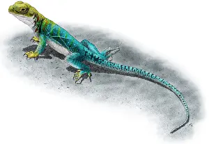 Nature Posters Impressions: Collared Lizard