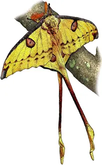 Lepidoptera Images Impressions: Comet moth