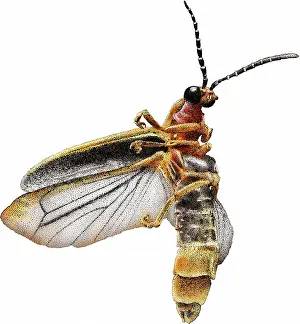 North American Insects Impressions: Common Eastern Firefly